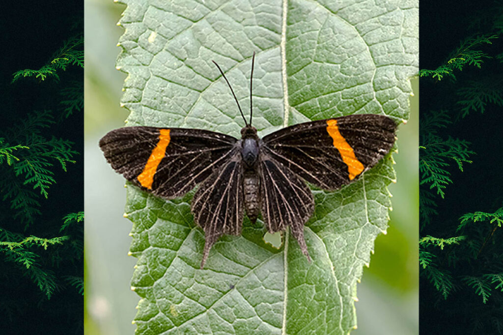 Barbicornis basilis basilis