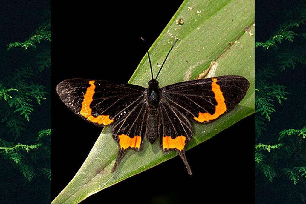 Barbicornis basilis mona
