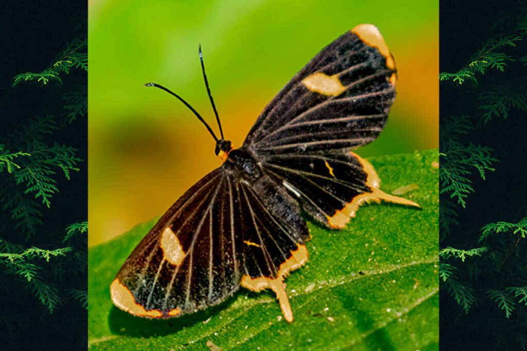 Barbicornis basilis paraopeba