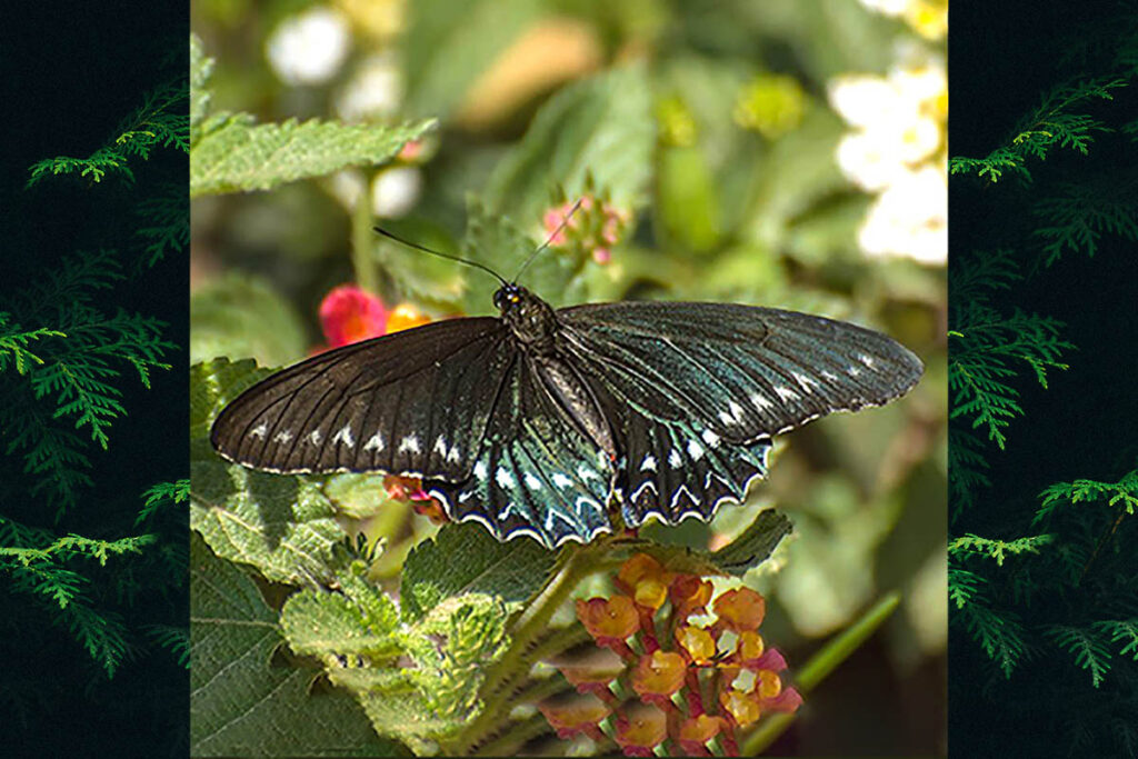 Battus polystictus polystictus