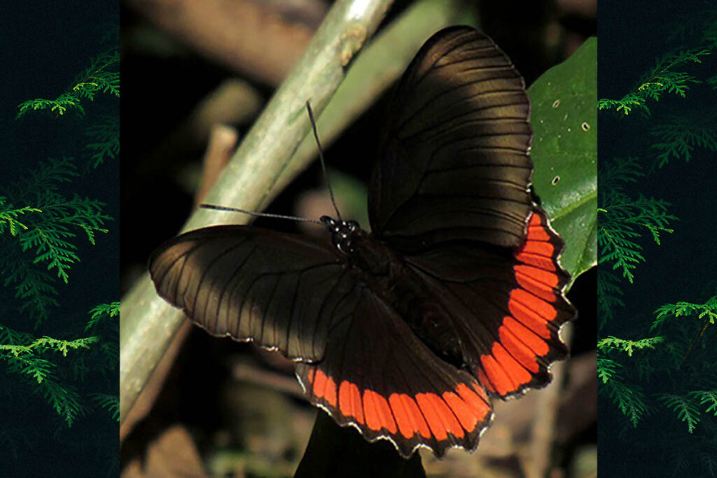 Biblis hyperia nectanabis 1