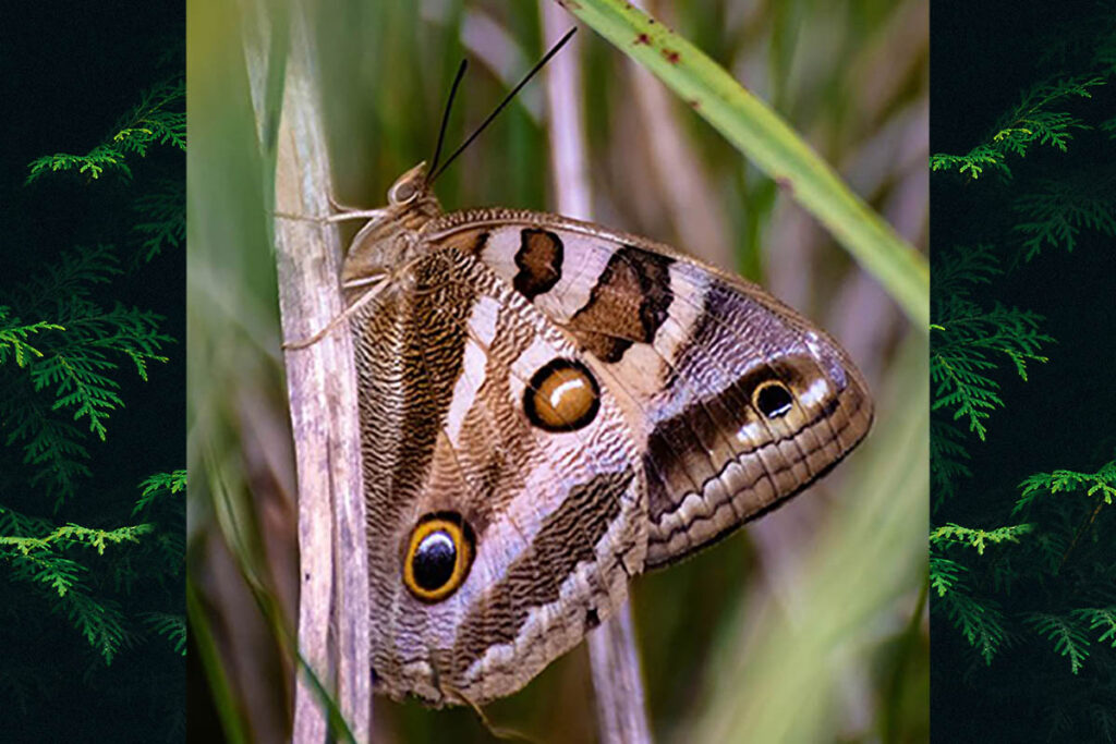 Blepolenis bassus