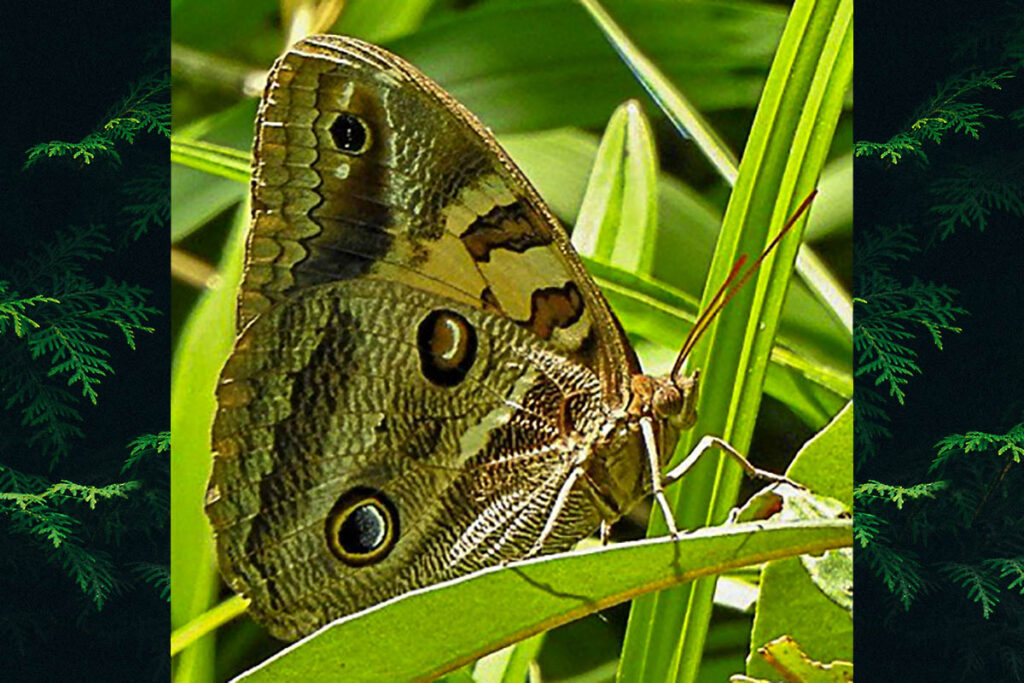 Blepolenis catharinae
