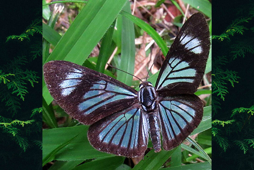 Brachyglenis drymo