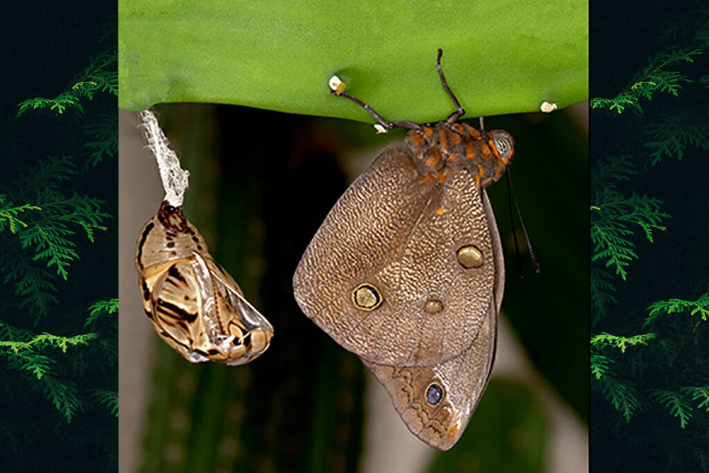 Brassolis sophorae sophorae