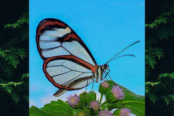 Brevioleria aelia plisthenes