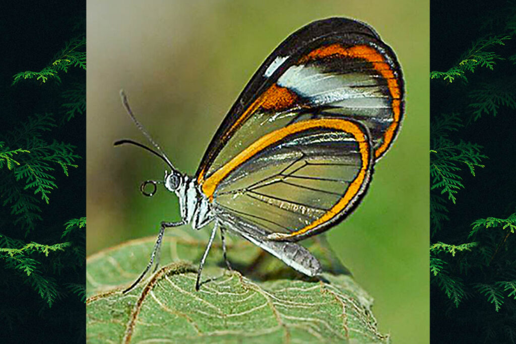 Brevioleria seba seba