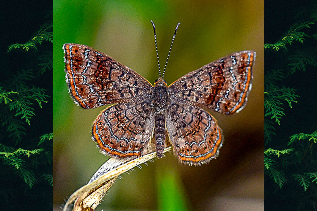 Calephelis aymaran