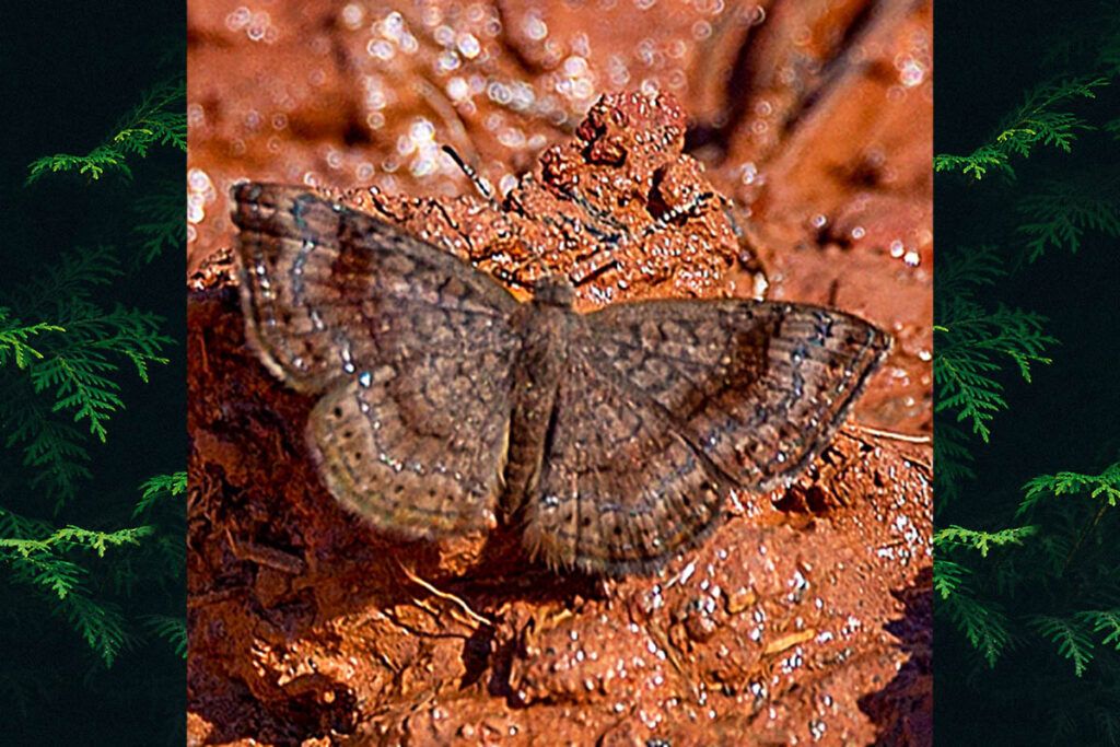 Calephelis braziliensis