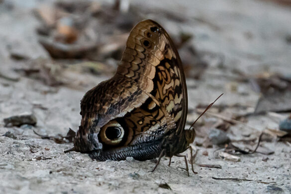 Caligo arisbe arisbe