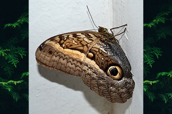 Caligo arisbe fulgens