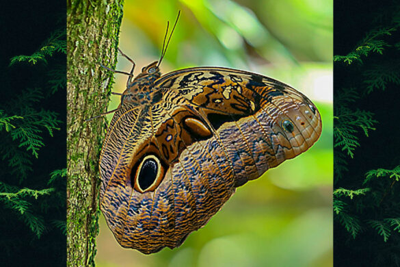 Caligo beltrao