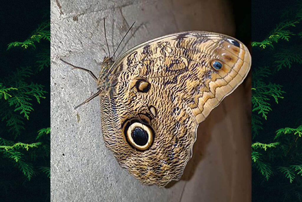 Caligo brasiliensis brasiliensis
