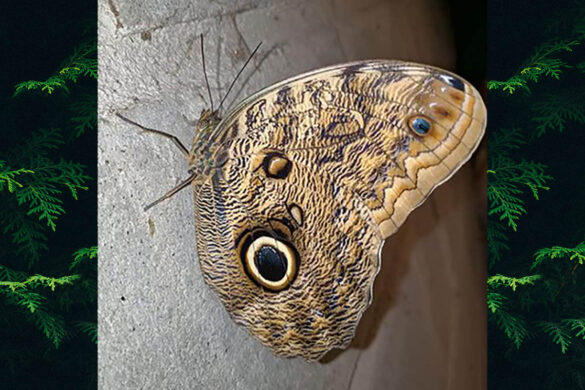Caligo brasiliensis brasiliensis