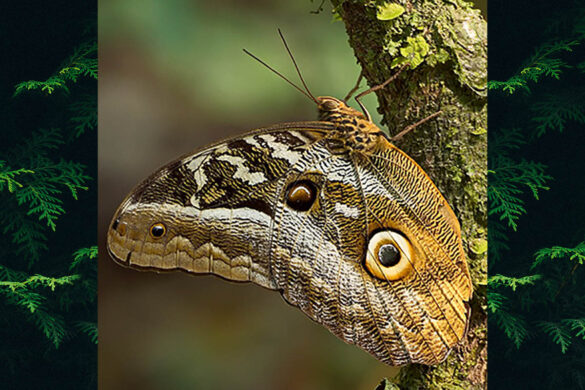 Caligo idomeneus rhoetus