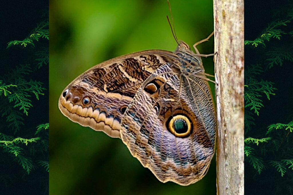 Caligo illioneus pampeiro