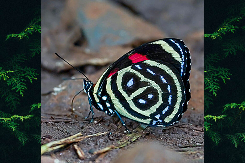 Callicore astarte selima