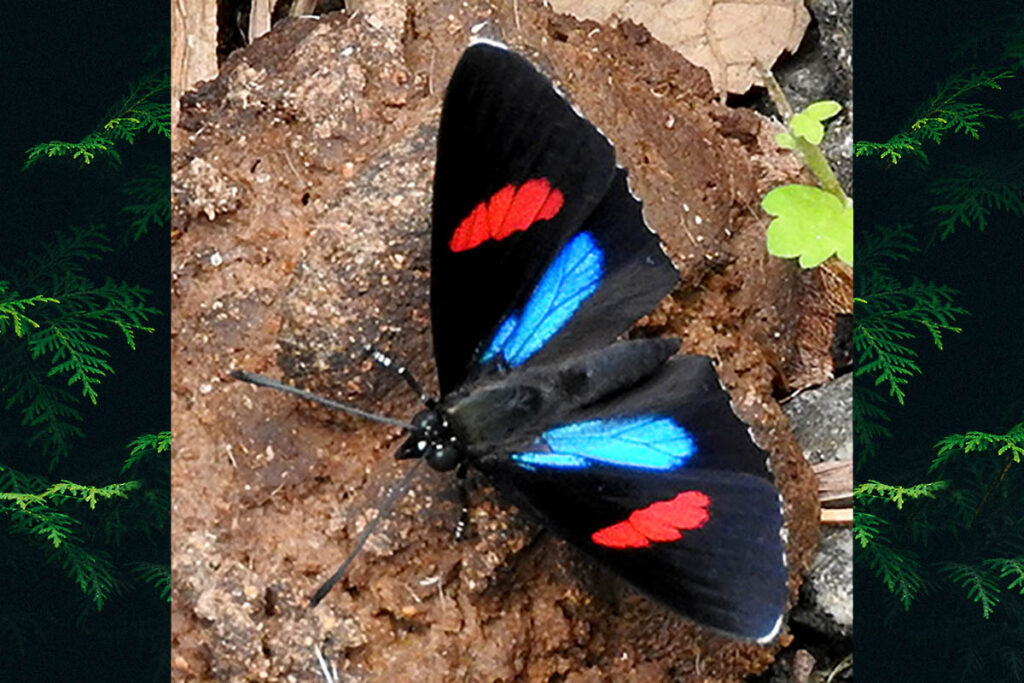 Callicore hydaspes 1