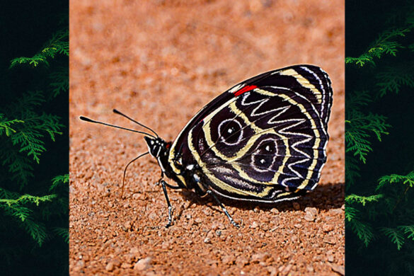 Callicore sorana sorana 4