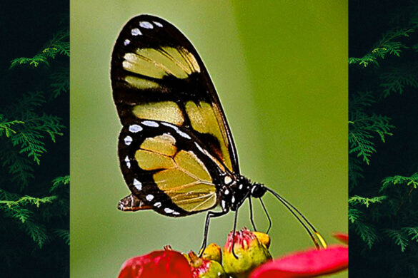 Callithomia lenea methonella