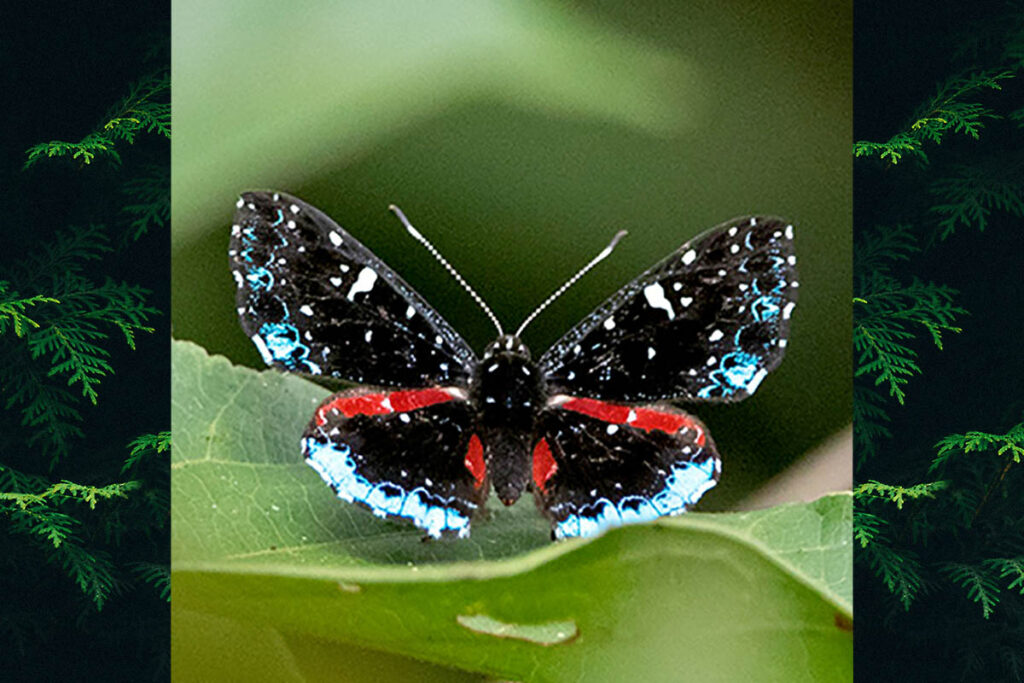 Calydna jeannea
