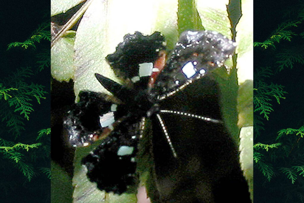 Calydna sturnula
