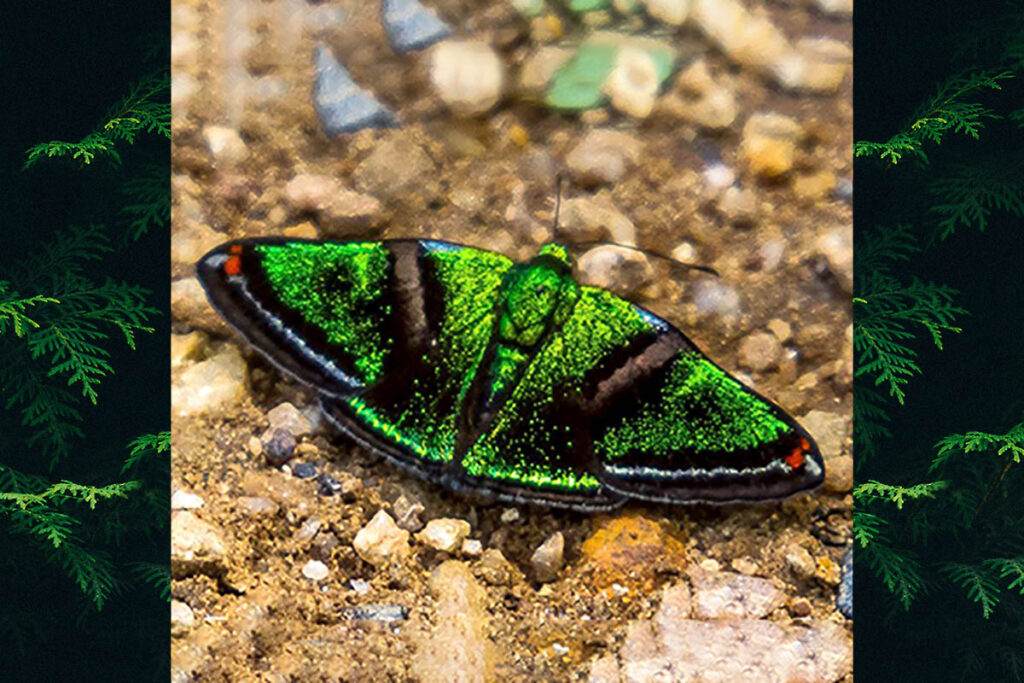 Caria plutargus plutargus