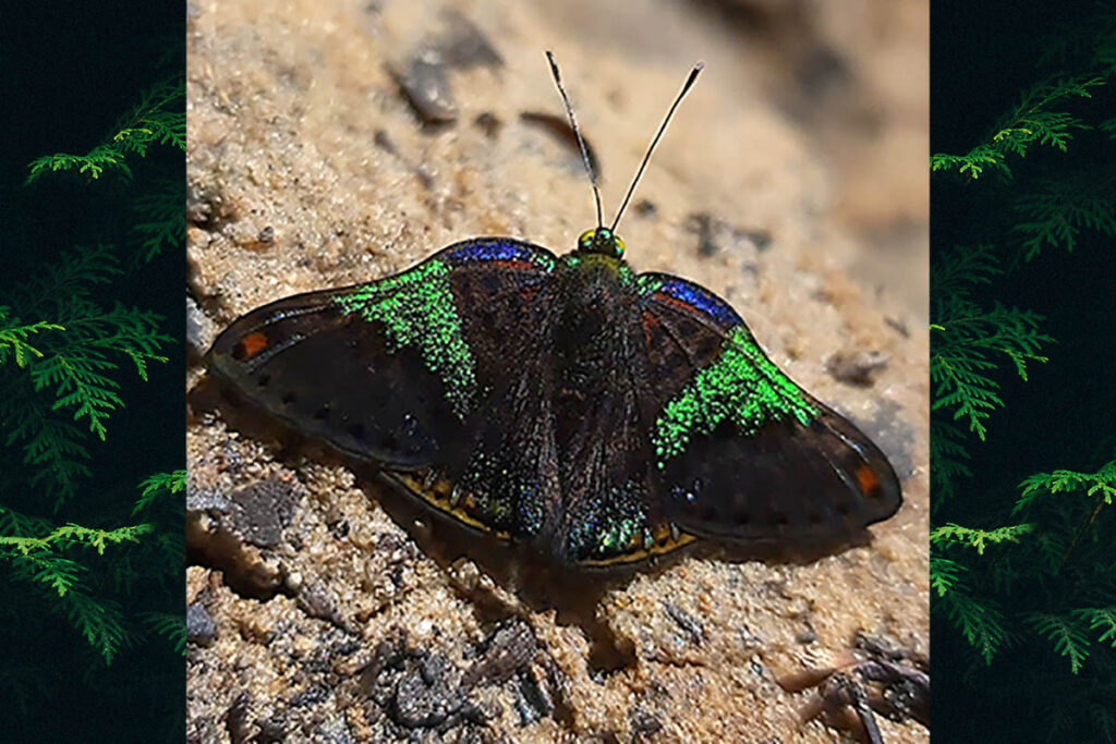Caria trochilus