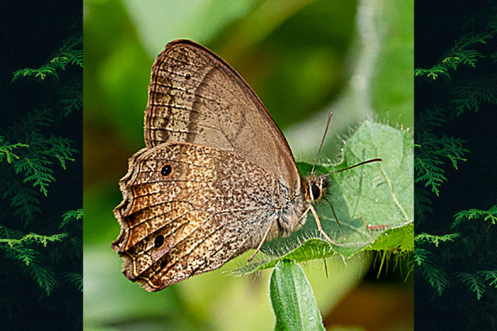 Carminda griseldis