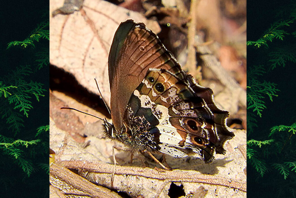 Carminda umuarama