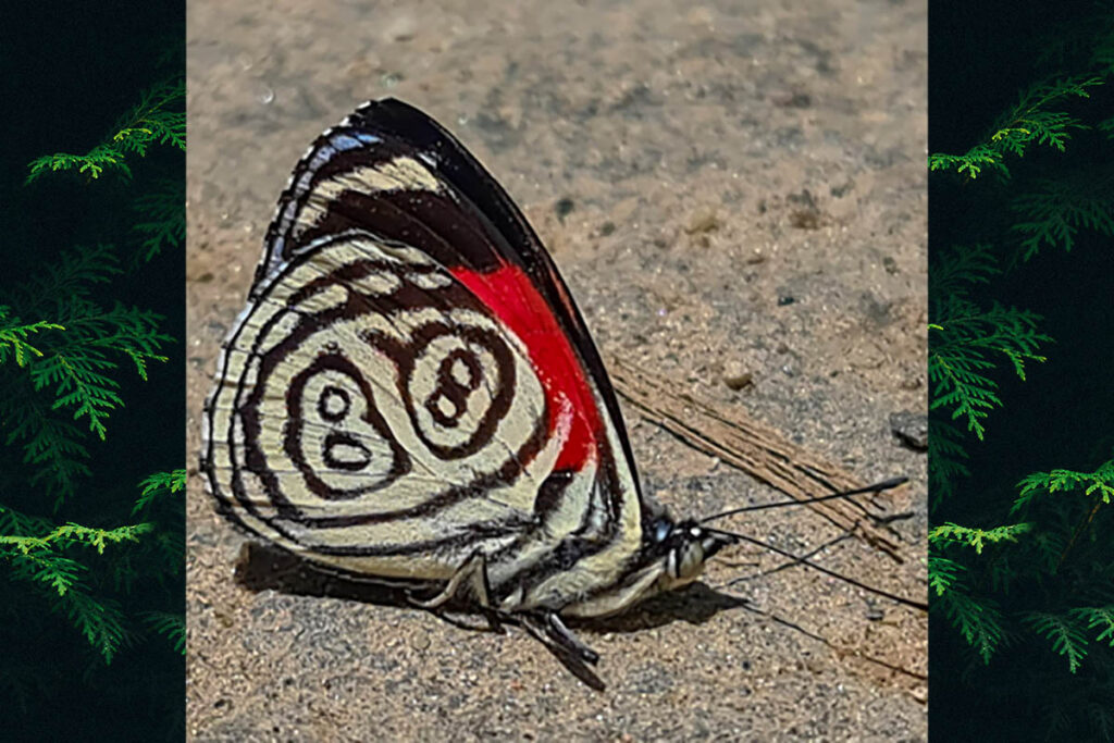 Catagramma hydarnis