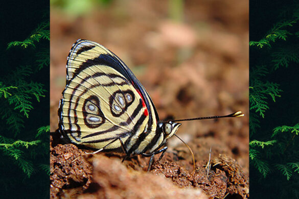 Catagramma pygas aphidna