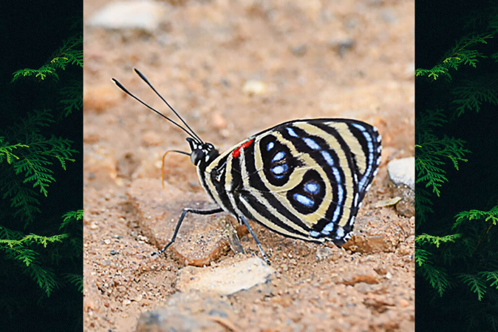 Catagramma pygas cyllene