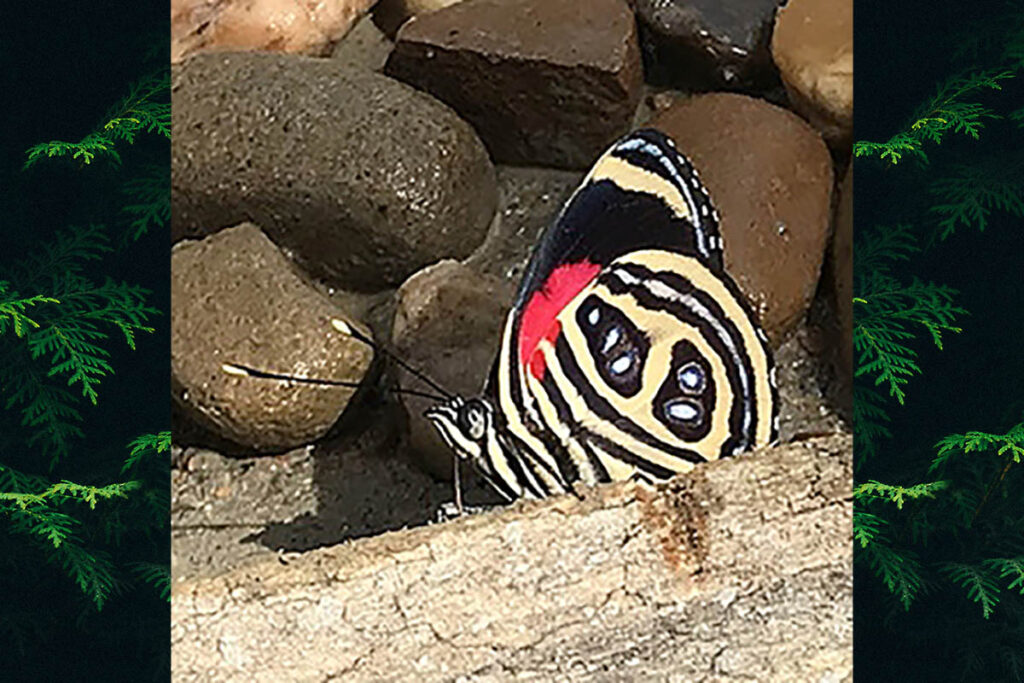 Catagramma pygas eucale