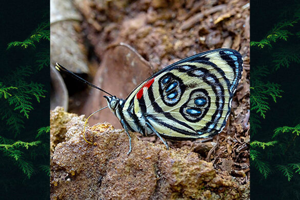 Catagramma pygas thamyras