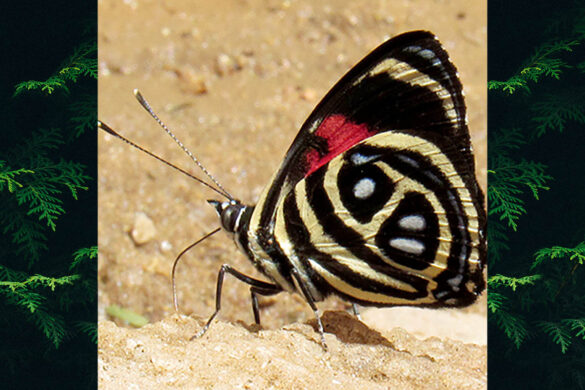 Catagramma pyracmon pyracmon