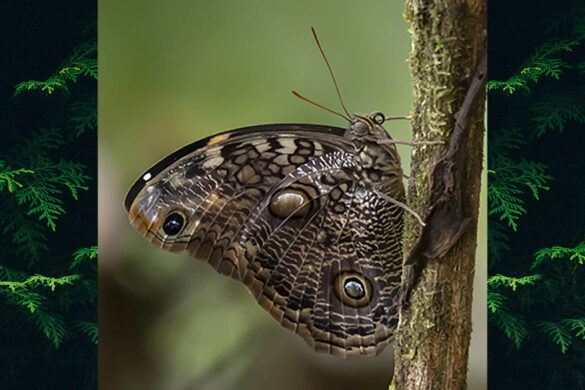 Catoblepia amphirhoe