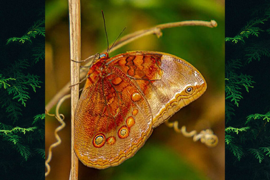 Catoblepia berecynthia unditaenia