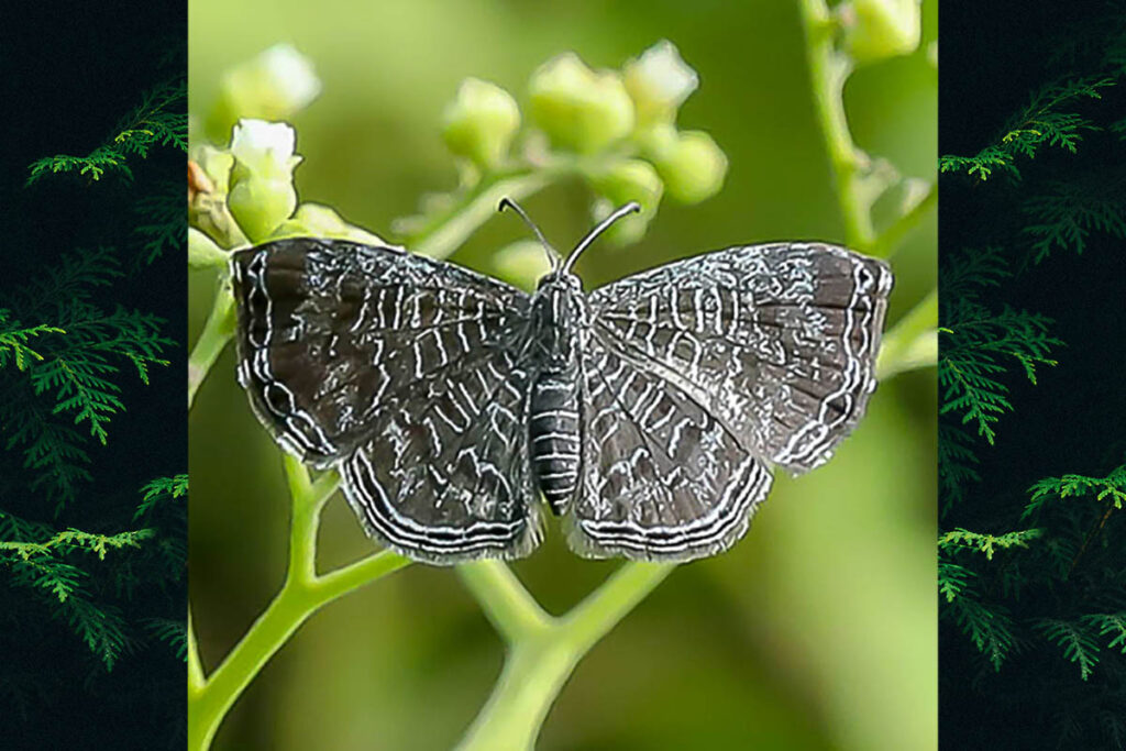 Catocyclotis zerna