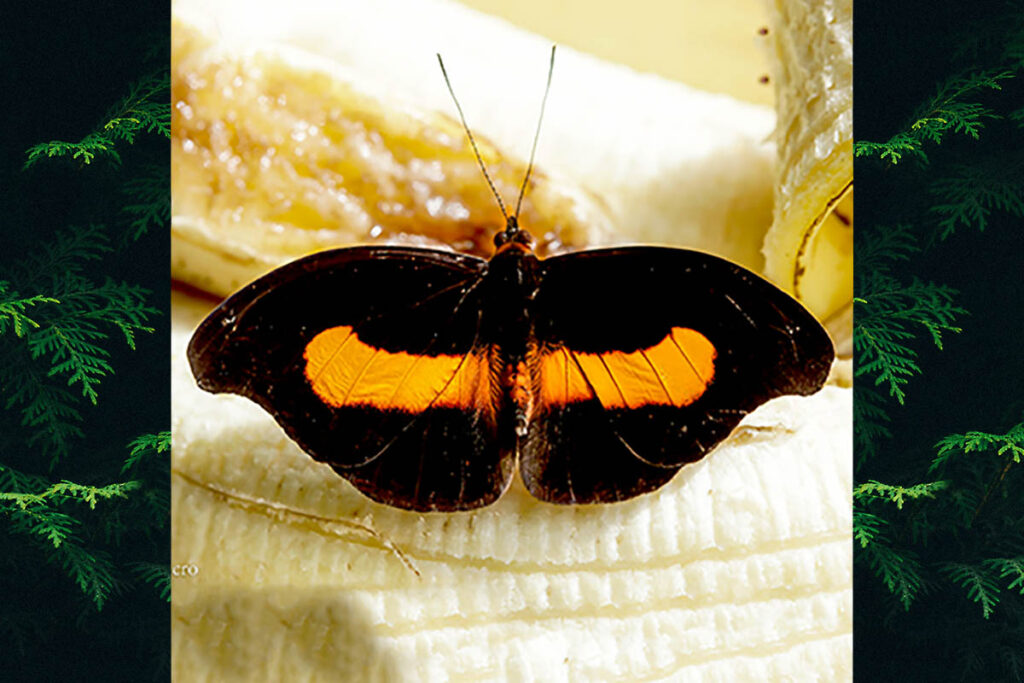 Catonephele acontius acontius