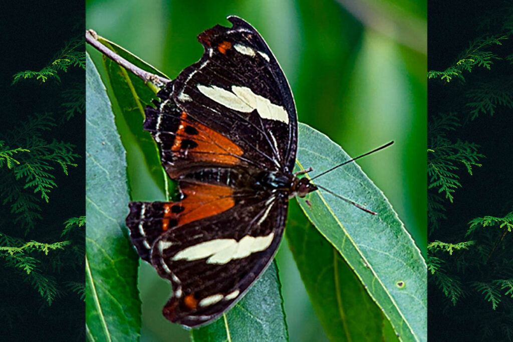 Catonephele numilia neogermanica 22