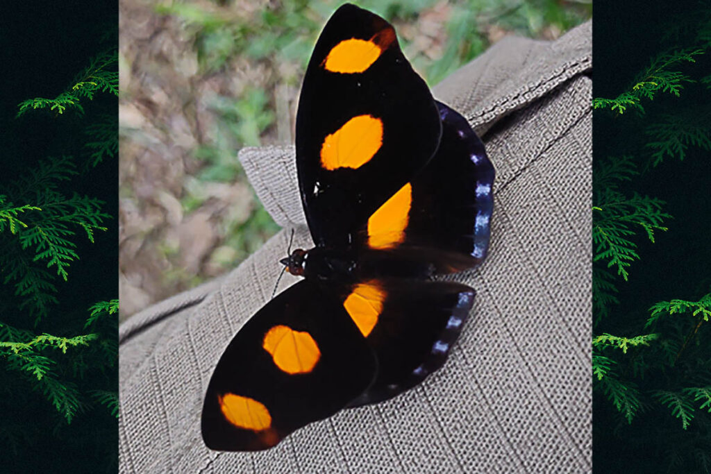 Catonephele numilia penthia