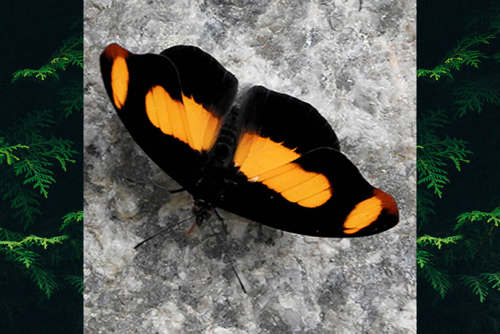 Catonephele sabrina