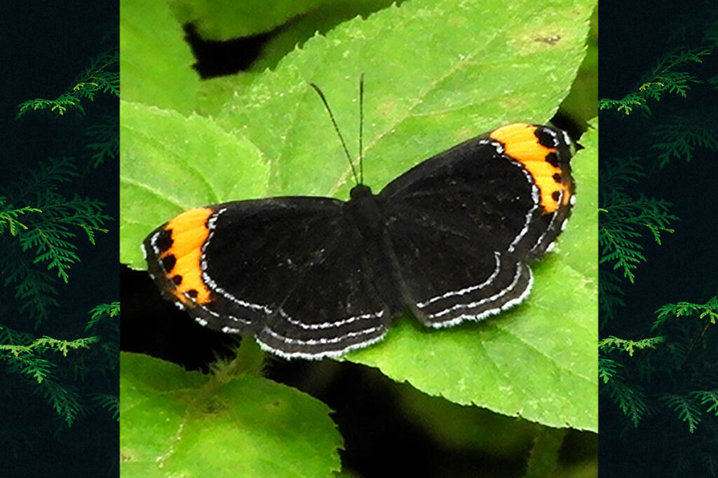 Chadia cadytis