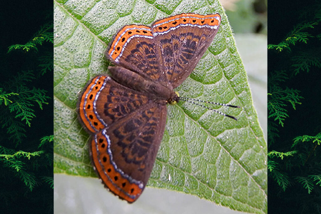 Chalodeta chaonitis