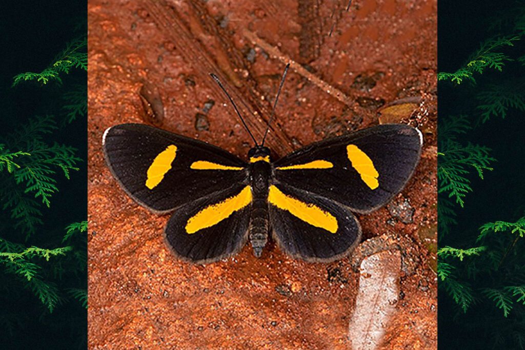 Chamaelimnas briola meridionalis