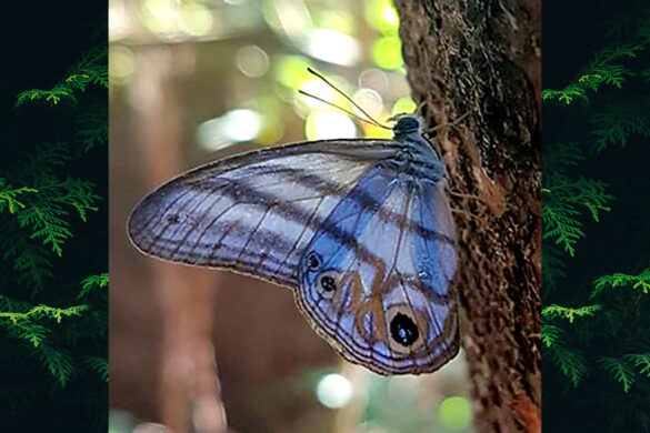 Chloreuptychia herseis