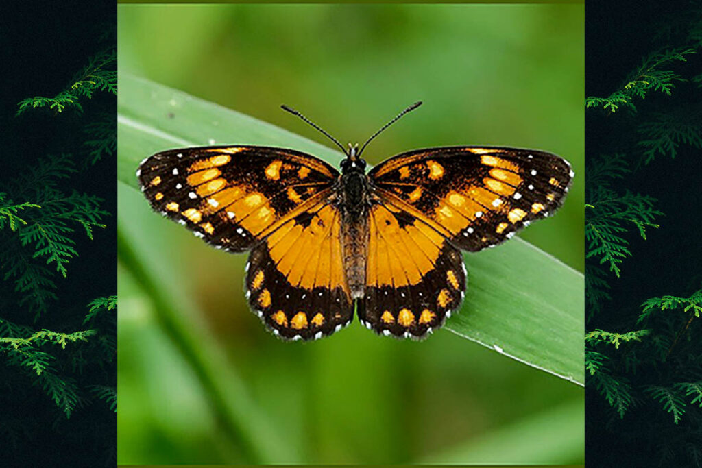 Chlosyne lacinia saundersi