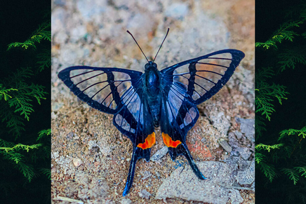 Chorinea heliconides