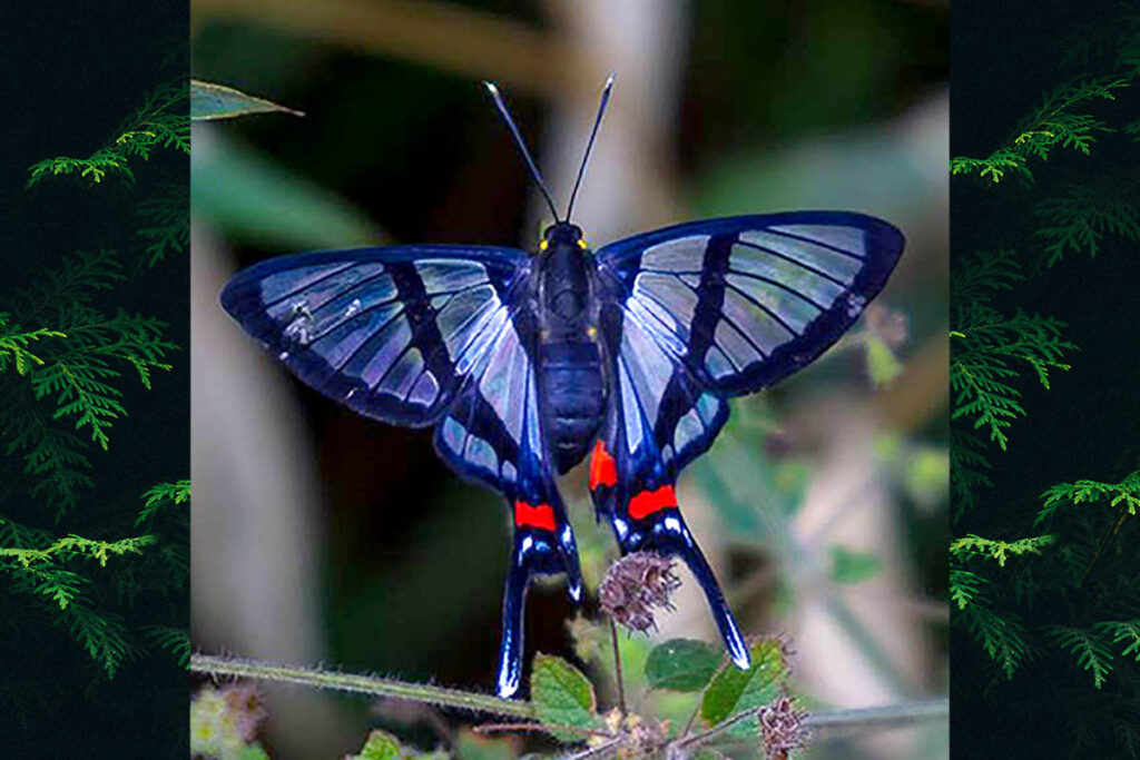 Chorinea licursis